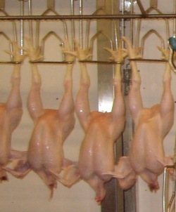 Chickens feet to be transported